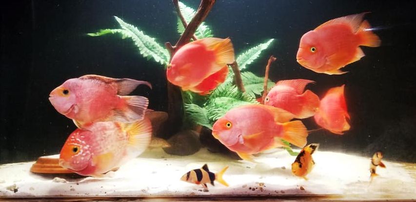 Parrot Cichlids