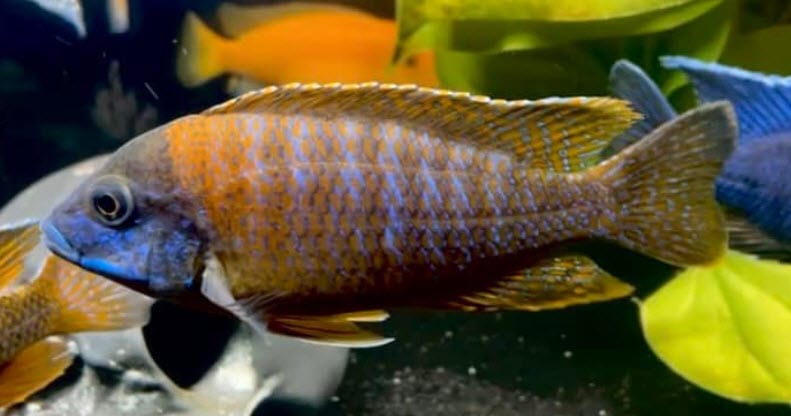 Peacock Eureka Red