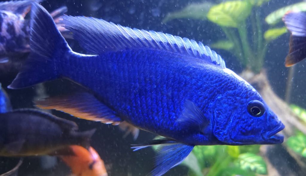 Peacock Super Blue Hybrid