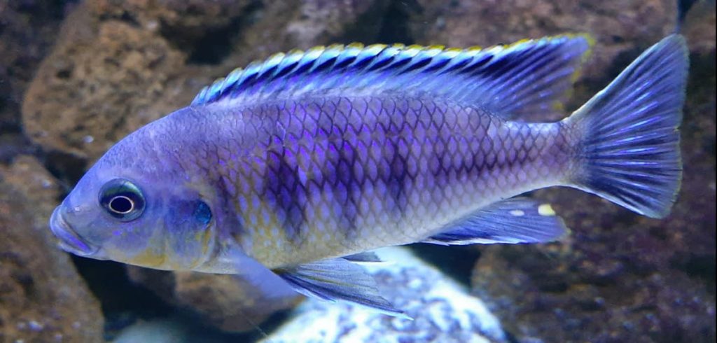 Petrotilapia genalutea Luwala