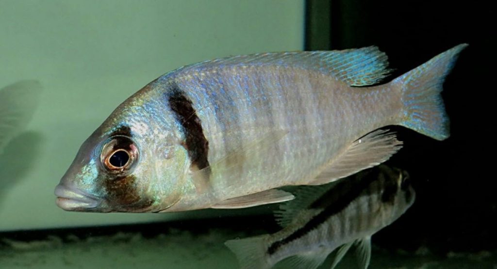Placidochromis electra - Londo