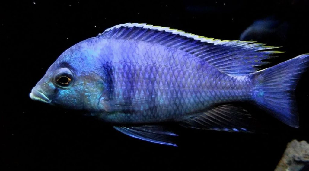 Placidochromis electra