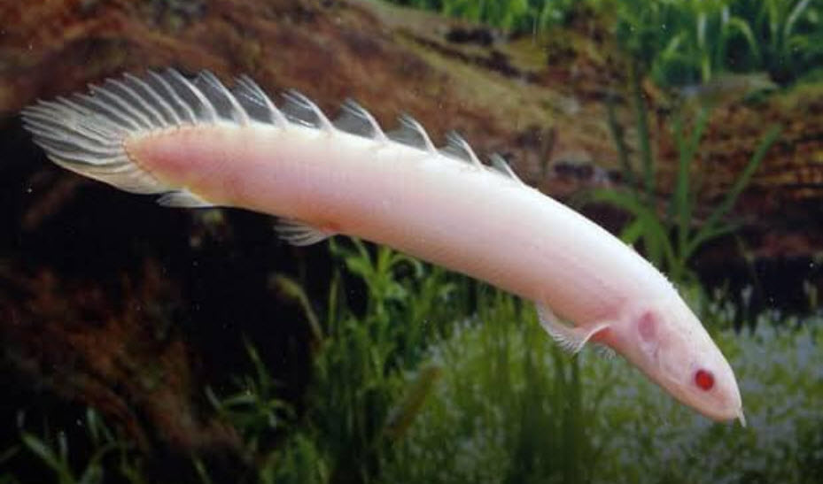 Polypterus senegalus - Albino Senegal bichir