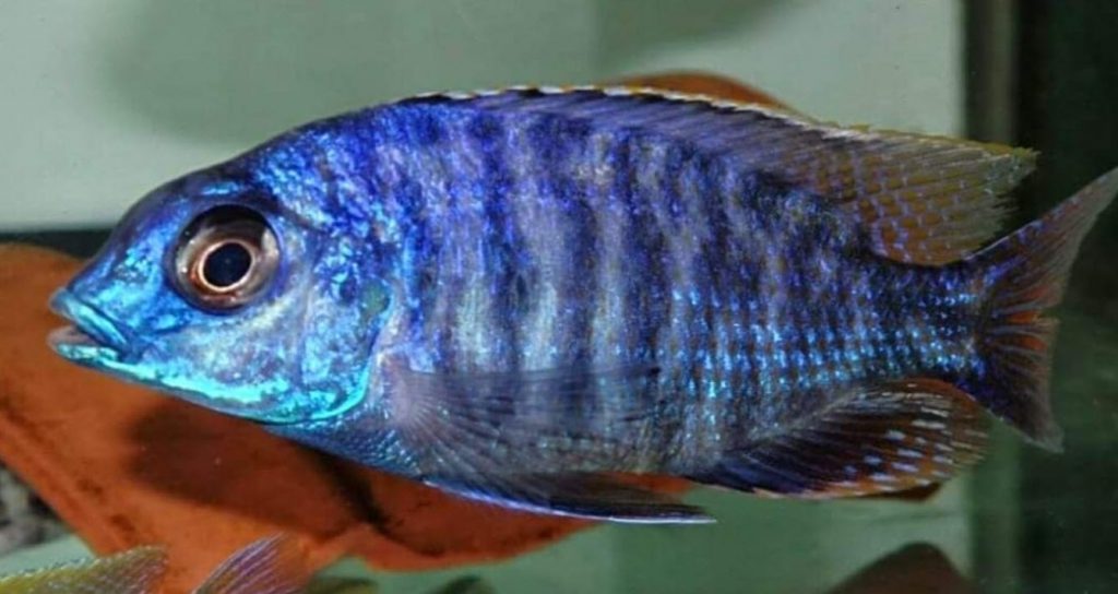 Protomelas Fire Blue Magunga