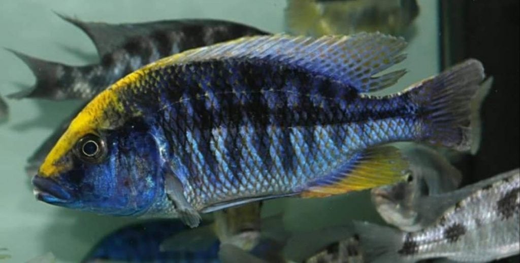 Protomelas spilonotus Chitdeze