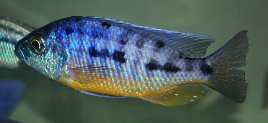 Protomelas spilonotus Tanzania