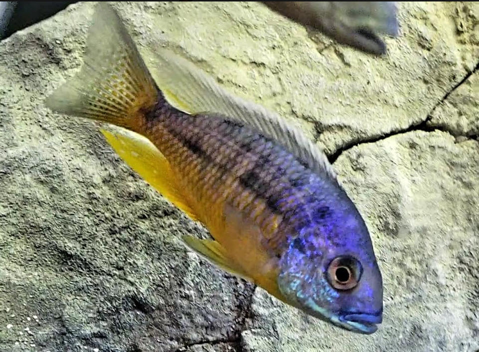 Protomelas spilonotus