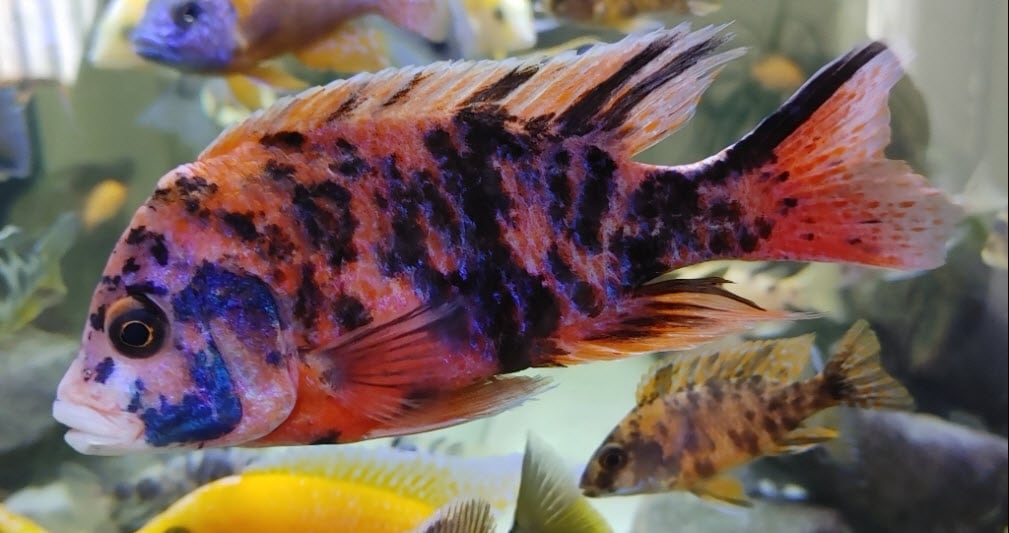 Protomelas taeniolatius OB Red Empress