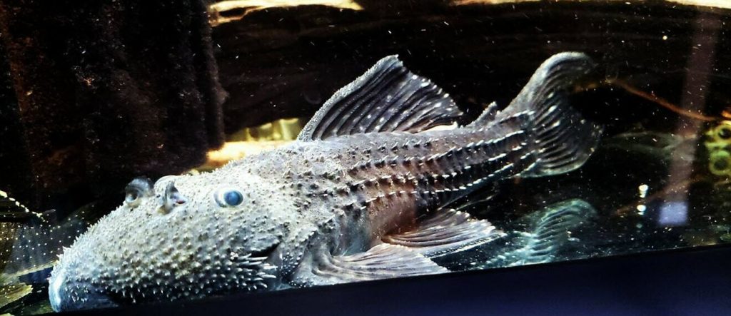 Pseudacanthicus sp L065 Blizzard Cactus Pleco