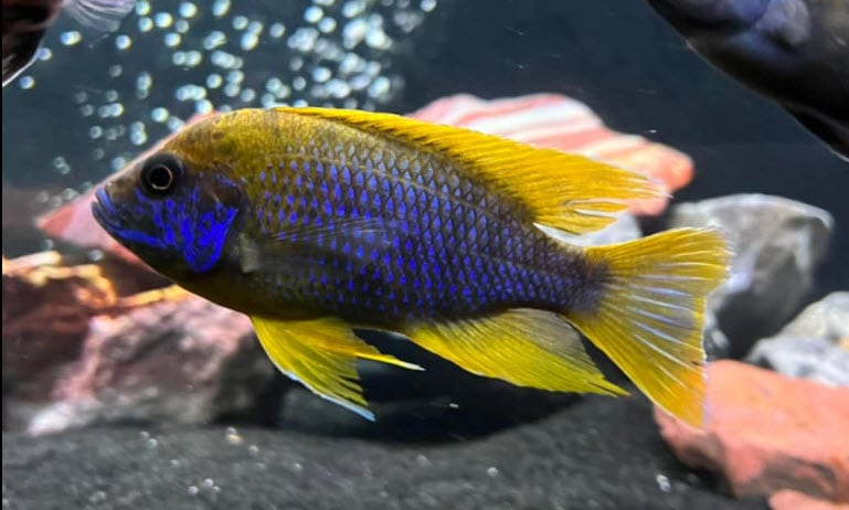 Pseudotropheus sp. acei