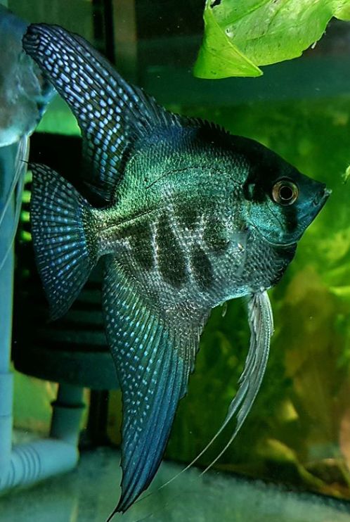 Pterophyllum scalare - Angelfish Green Pinoy Clown