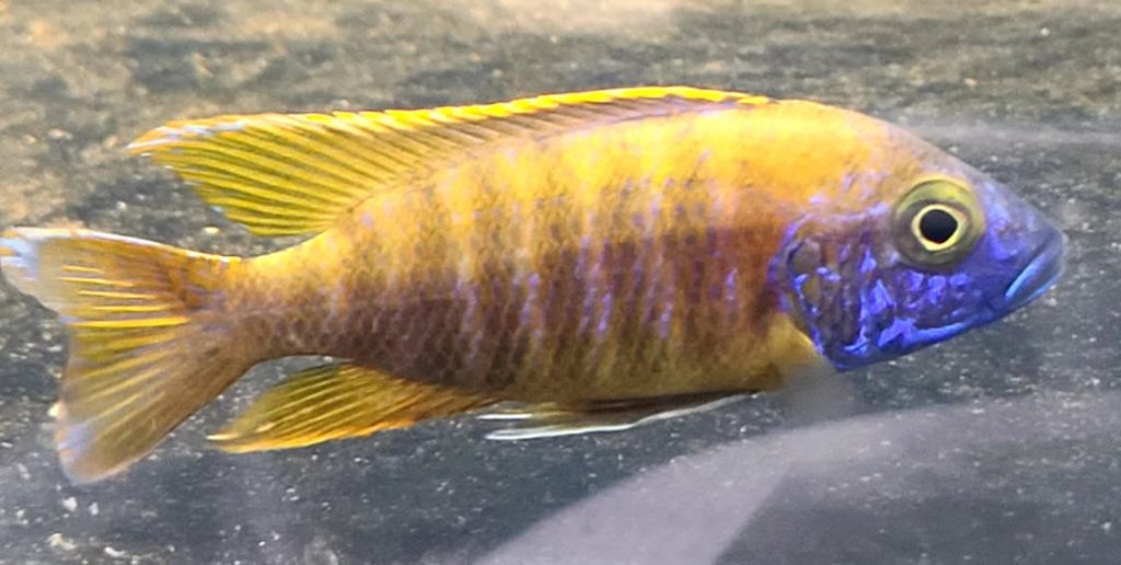 Red Sun Hybrid Peacock