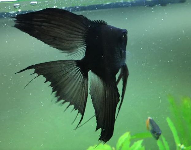 Super Black Angel Pterophyllum scalare