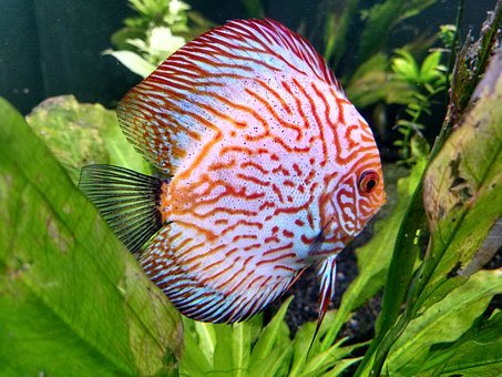 Symphysodon aequifasciatus - Discus