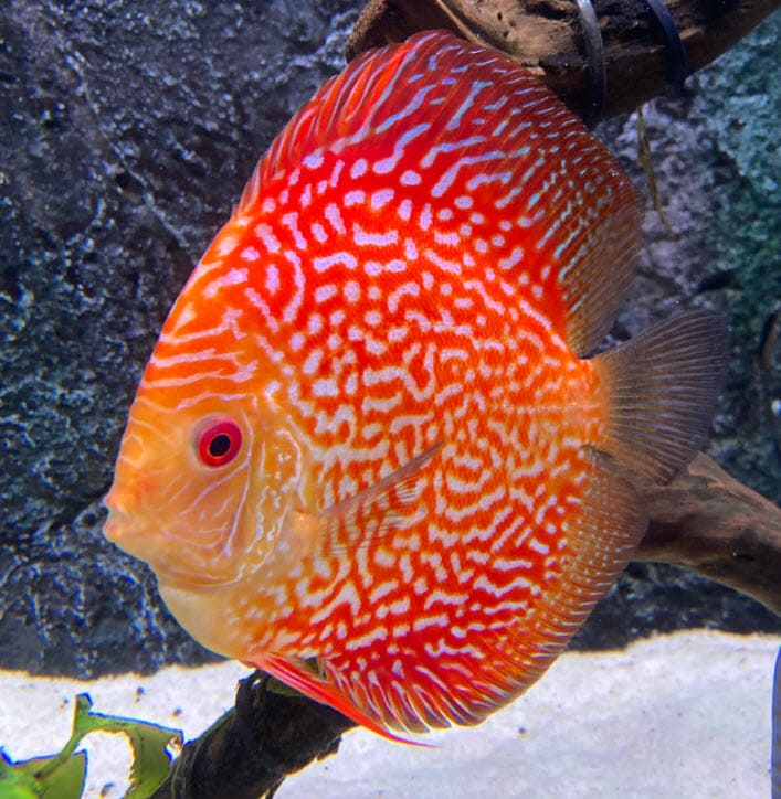 Symphysodon aequifasciatus Discus