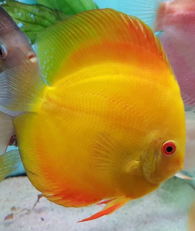 Symphysodon aequifasciatus Discus