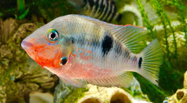 Thorichthys meeki - Firemouth