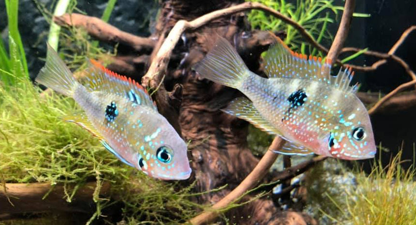 Thorichys ellioti