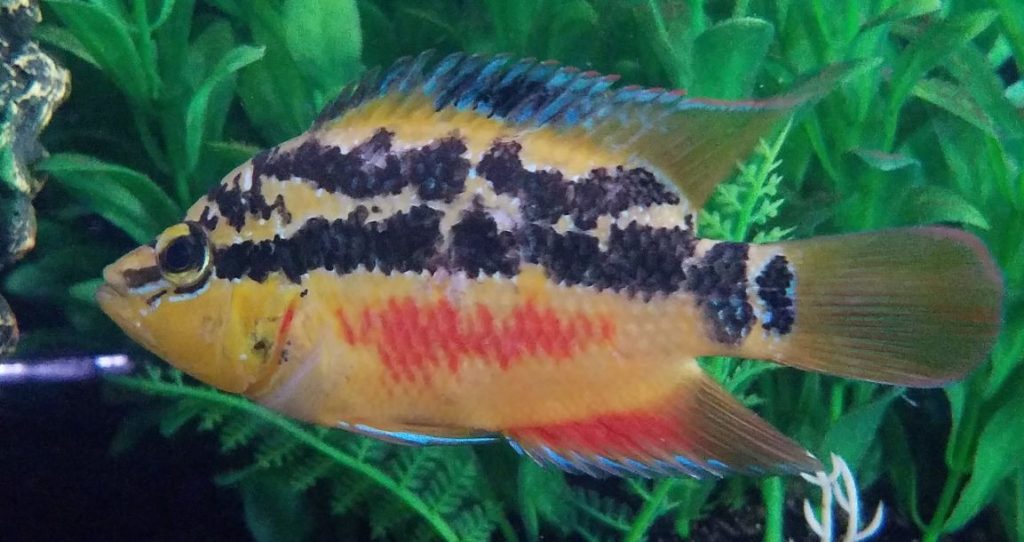 Trichromis salvini - Salvin’s Cichlid