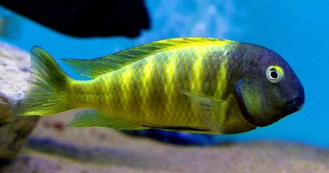 Tropheus moorii
