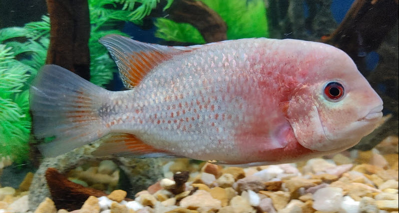 Vieja breidohri