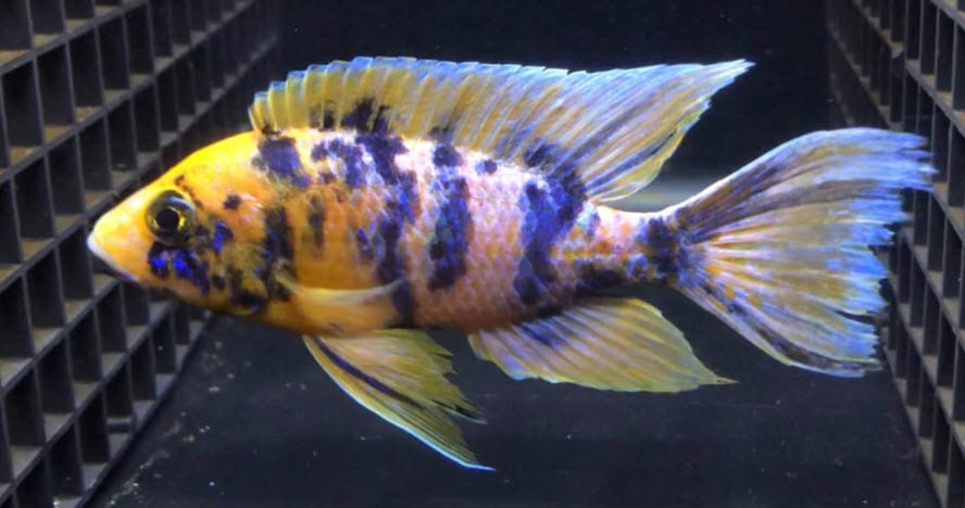 Yellow O.B. Peacock