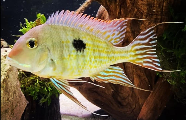 Geophagus Red Head Tapajo