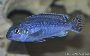 Melanochromis wochepa - Lumessi