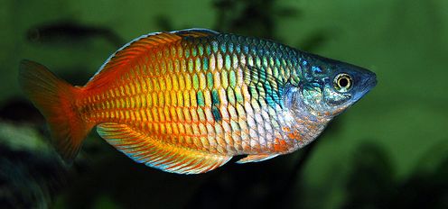 Melanotaenia boesemani - Boesemani Rainbowfish