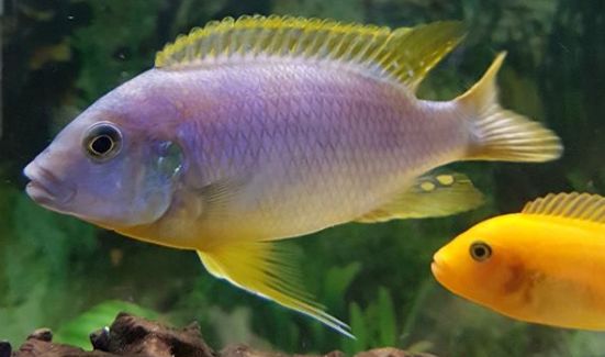 Petrotilapia Chitimba bay