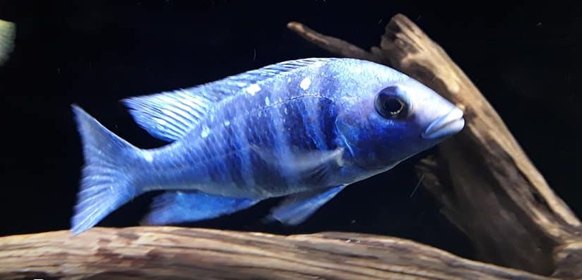 Placidochromis Phenochilus Lupingu Tanzania star sapphire