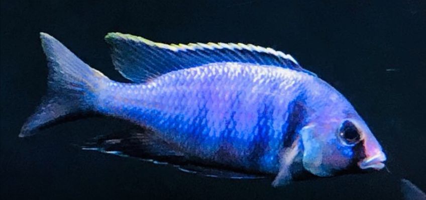 Placidochromis electra