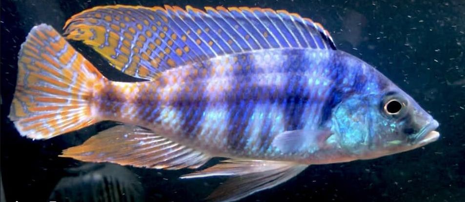 Placidochromis johnstoni