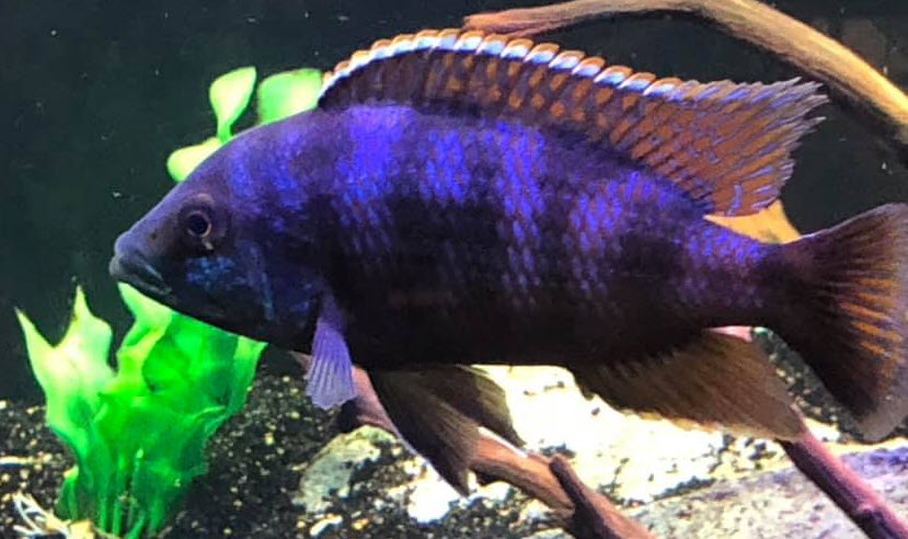 Placidochromis milomo VC10