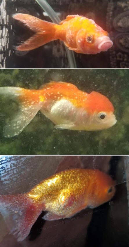 Three goldfish with epistylis