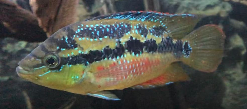 Trichromis salvini - Salvin’s Cichlid