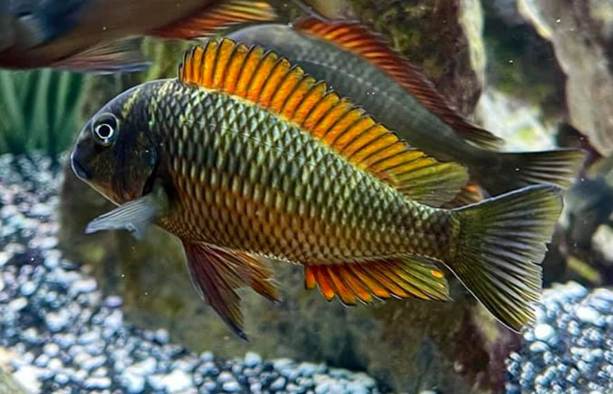 Tropheus Golden Kazumba