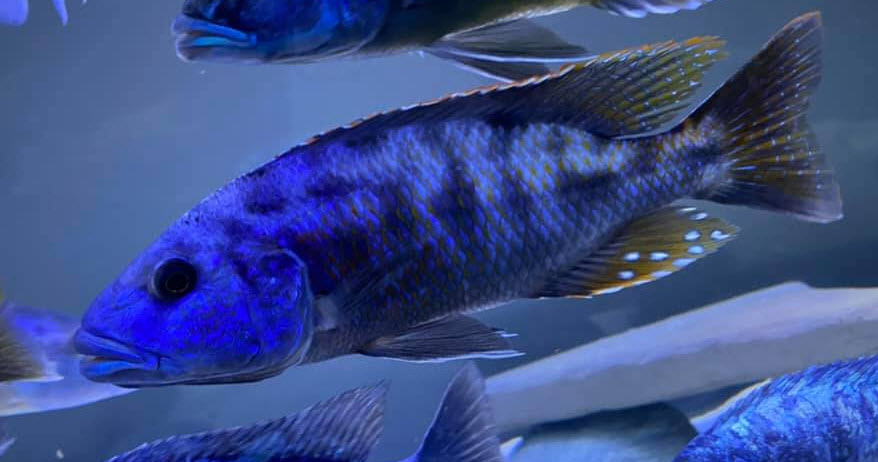 Tyrannochromis nigriventer