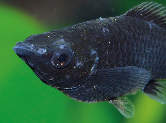 Velvet in Aquarium Fish
