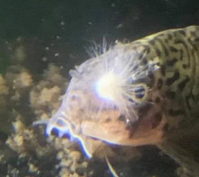 “Fungus” on an Aquarium Fish