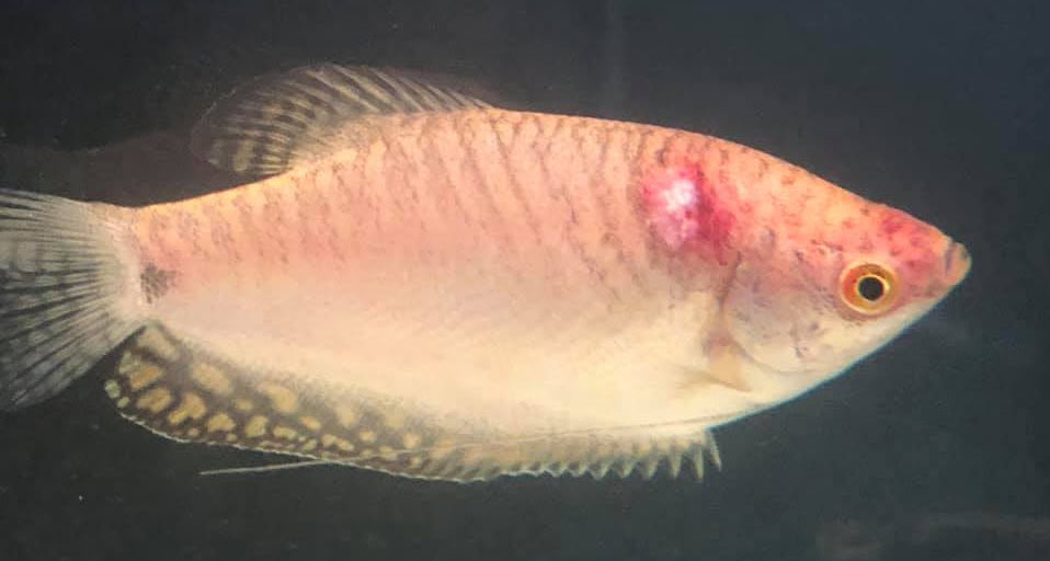 Gourami with bacterial ulcer