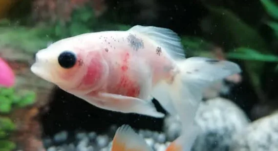 Red Gills