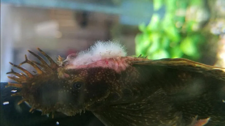 Saprolegnia on a fish