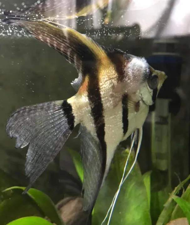 Saprolegnia or “Fungus” on a fish