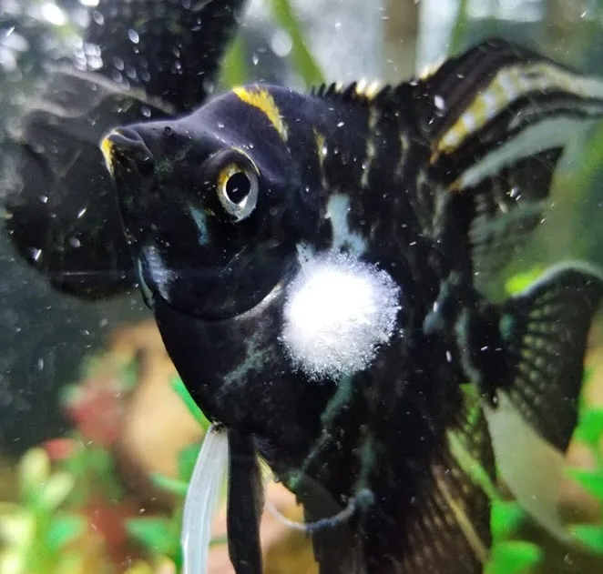 Saprolegnia or “Fungus” on a fish