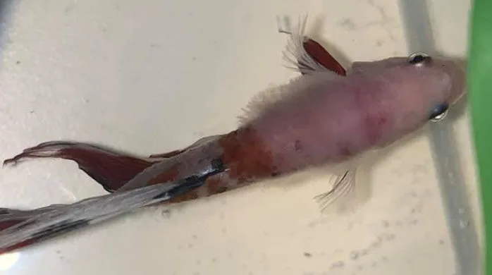 Saprolegnia or “Fungus” on a fish