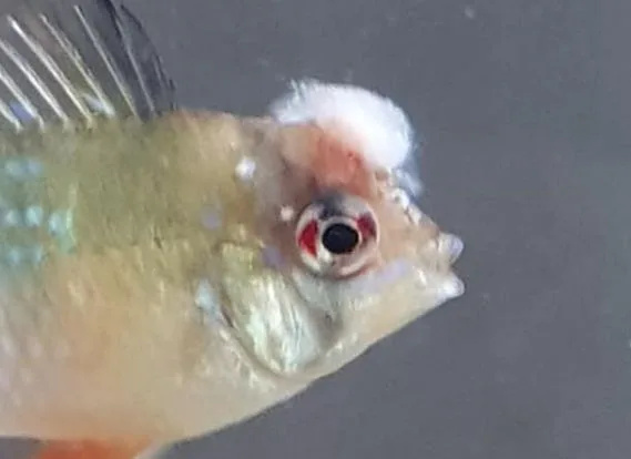 Saprolegnia or “Fungus” on a fish