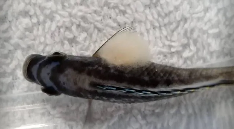 Saprolegnia or “Fungus” on a fish