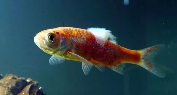 Saprolegnia or “Fungus” on a fish