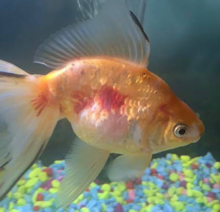 Septicemia “Red Blotch”